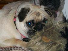 Cricket with her toy Yorkie