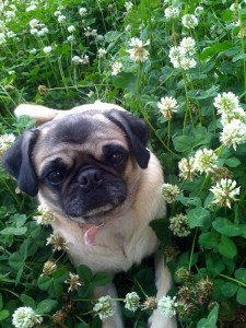 My pug, HER