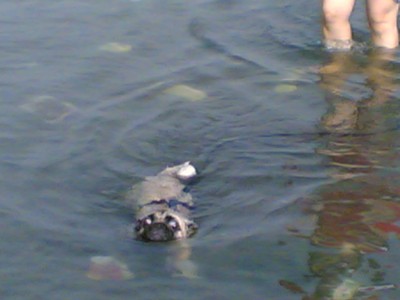 Lady swimming for the first time