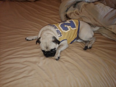 laker pug