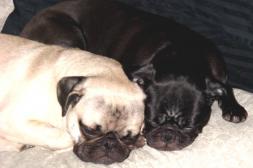 two tired pugs