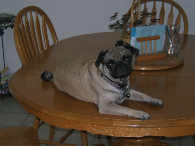 Leo on the table