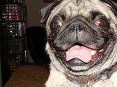 SMILE! I'M A PUG!