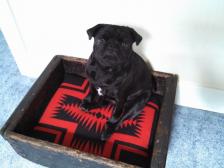 Pendleton Pug