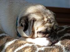 Maggie sunbathing