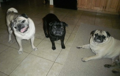 My puggies