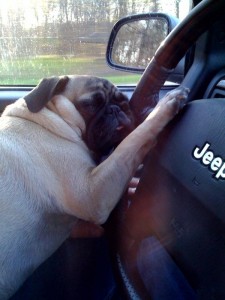 Asleep at the wheel