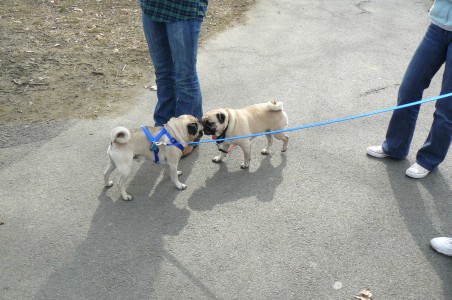 Pugs in love