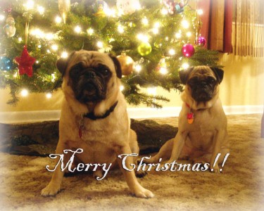 Merry PugMas!