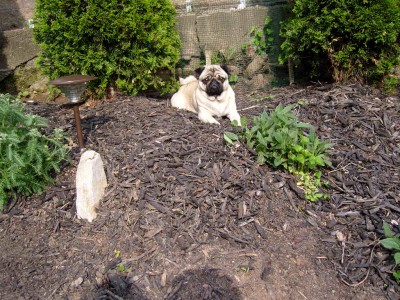 Peaceful Pug