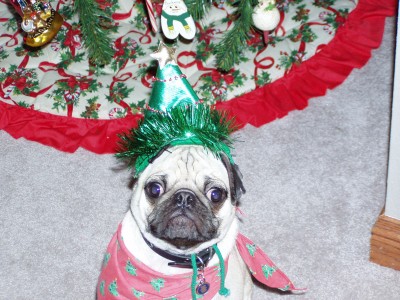 Ollie the Holiday Pug