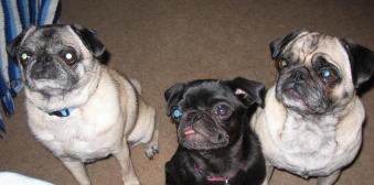 Shelby, Bailey and Molly