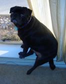 black pug