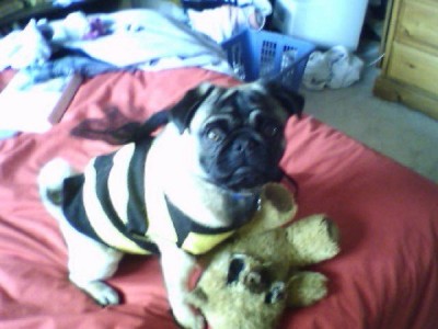 My little Pug Bee