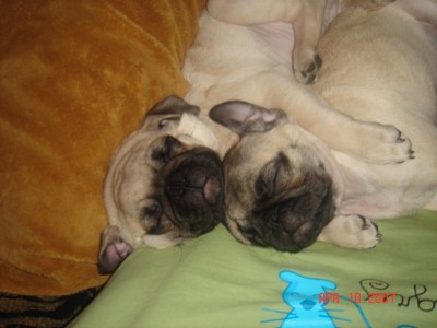 Cuddle pugs