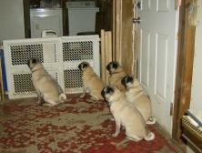 Pug-tober-fest