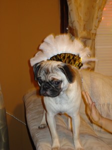 New Years Pug