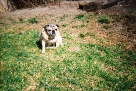 on guard pug