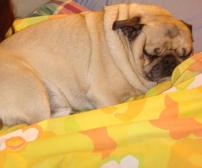 pug nap