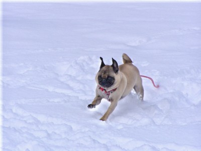 tigger in the snow