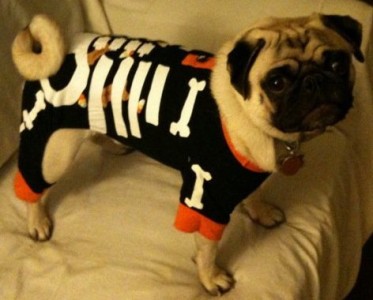 skelepug