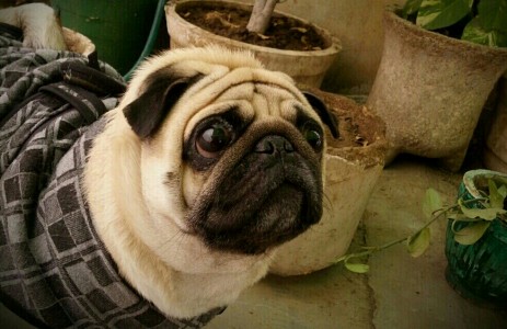 The pug named Bruno!