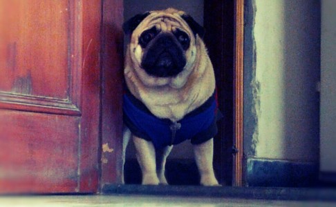 Puggy Bruno