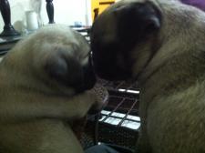 pug love...