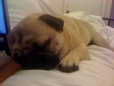 sleepy pug