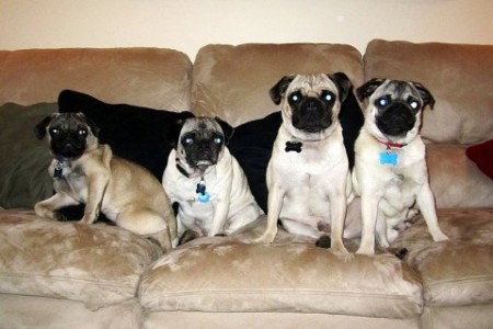 Miley, Spike, Ace & Chip