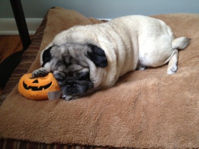 Linus and his pumpkin