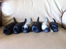 A litter of 6