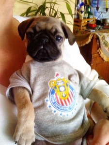 LOLA Chivas ¡