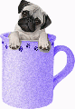 little cup of pug