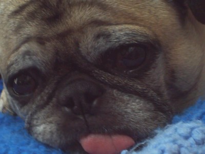 pugs on a rug