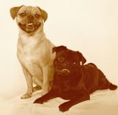 Posing Pugs