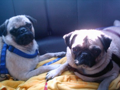 Duncan and Winnie after a day at the Beach