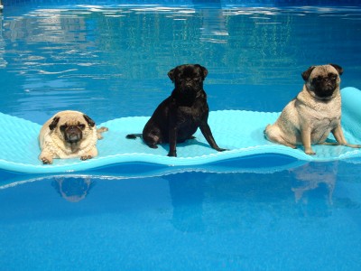 Pool Pugs