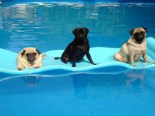 Pool Pugs