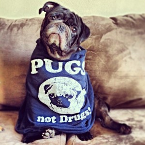 Pugs Not Drugs