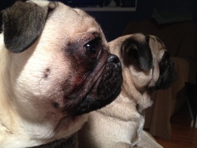 Pug Brothers