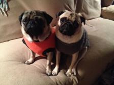 Pug Brothers