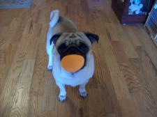 Pug Egg