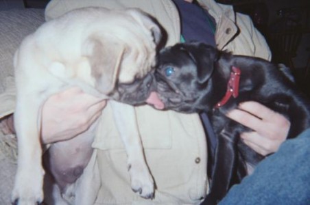 pug kisses - axel & wallis