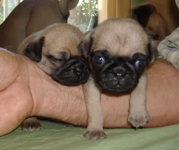 Pug Mugs