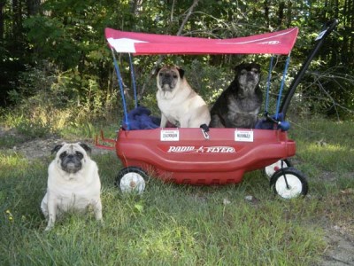 pug mobile