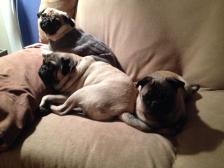 Pug Pile