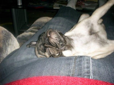 Pug powering down