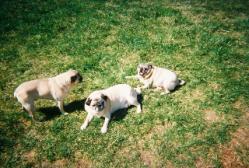 The pug squad