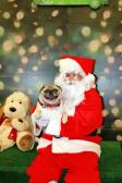 Puggie and Santa Paws 2010